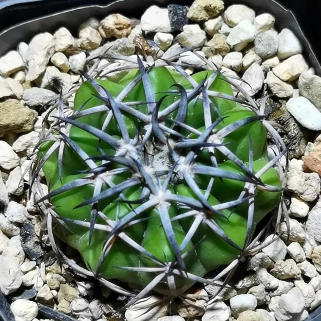 读***风实生大型强黑刺圆盘玉一物一拍