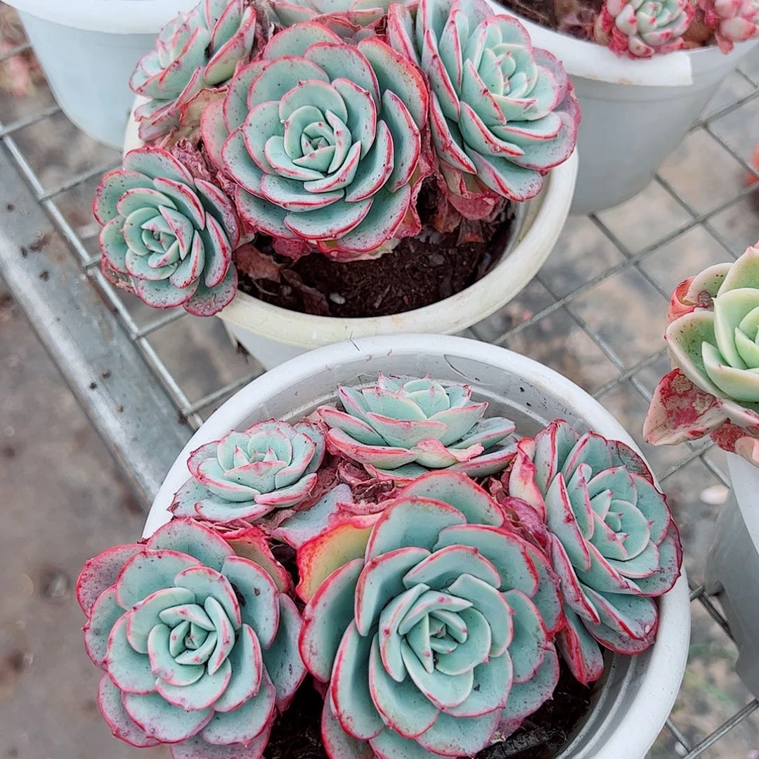 奶油黄桃多头群生精品