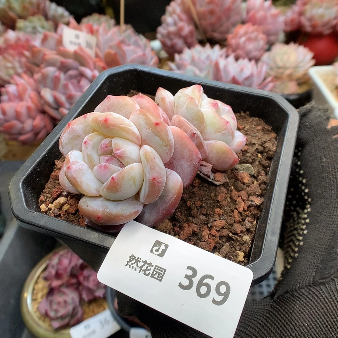 369星影多肉植物66666