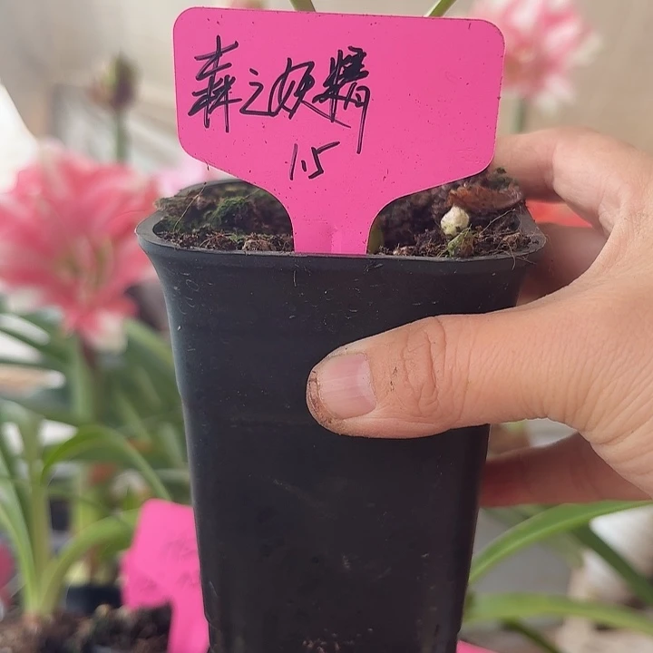 无花朵森之妖精直径1.5