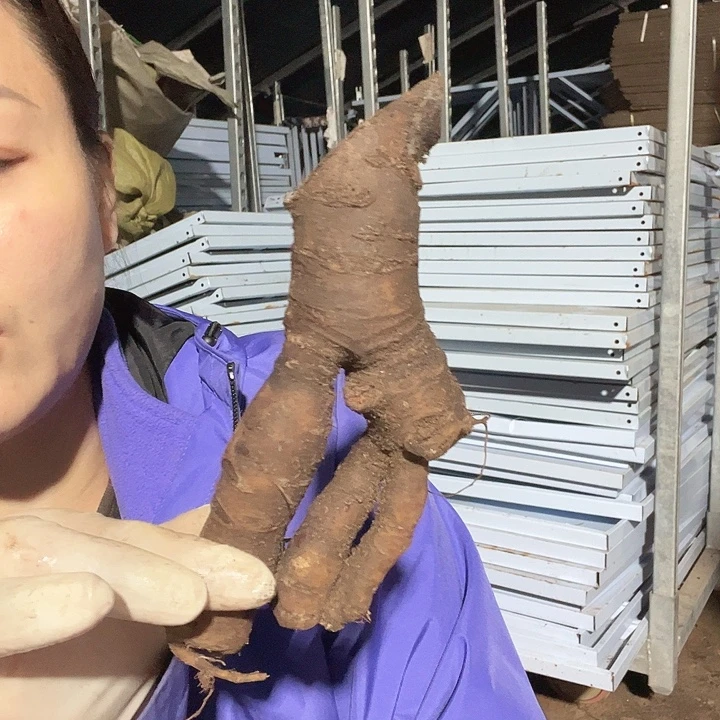 当前无花栽培后可以开花夏日光辉