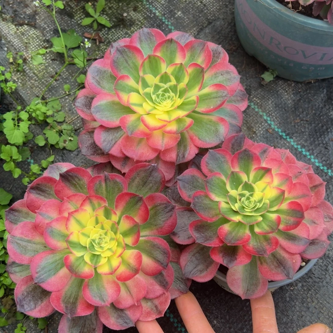 多肉植物000三颗单头