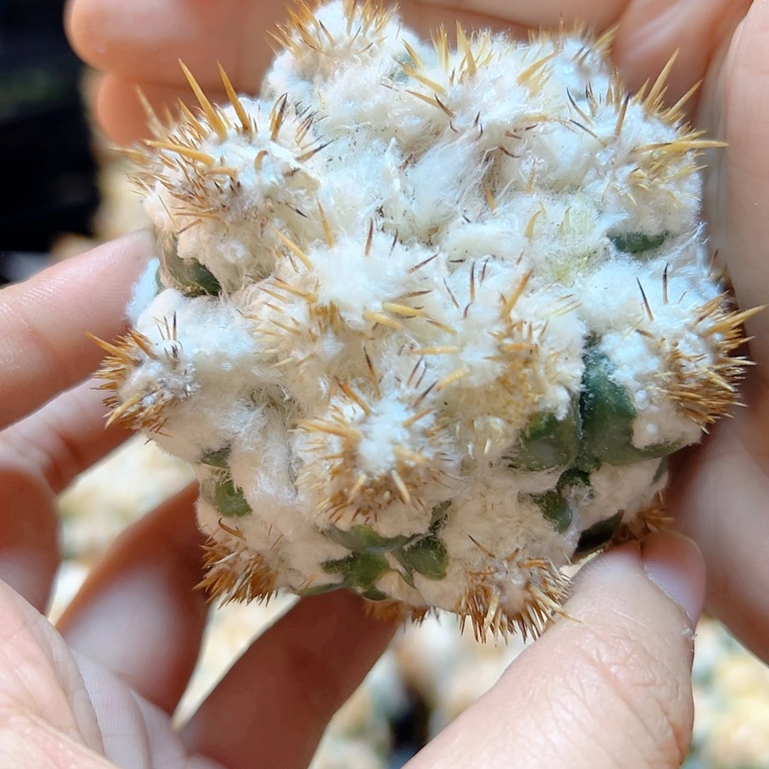 刺缀象牙无根6.5公分