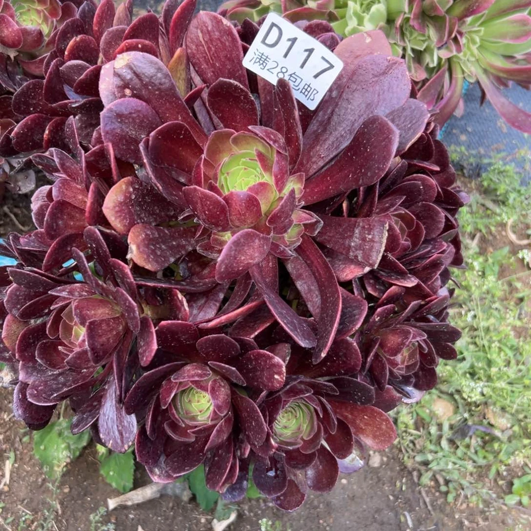 117多肉     红魔