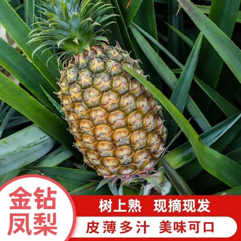 【树上熟】海南金钻17号凤梨树上熟应季水果5斤包邮