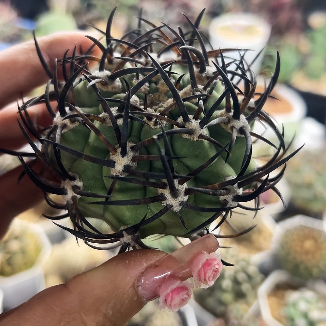 黑曜仙人球6666666