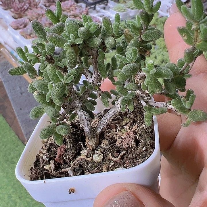 老桩糖球枝干19包邮