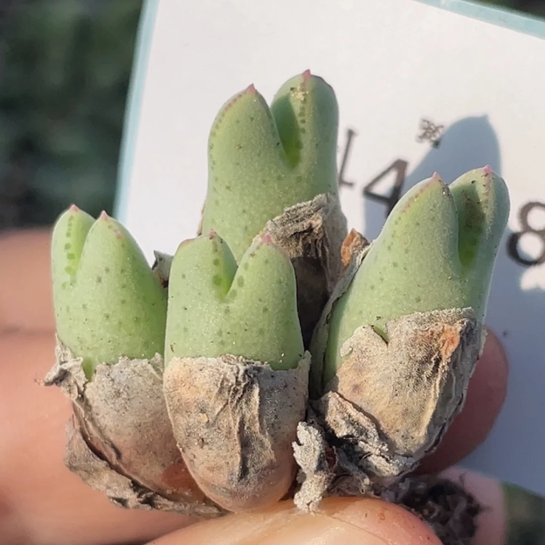 4-18猪蹄多肉植物