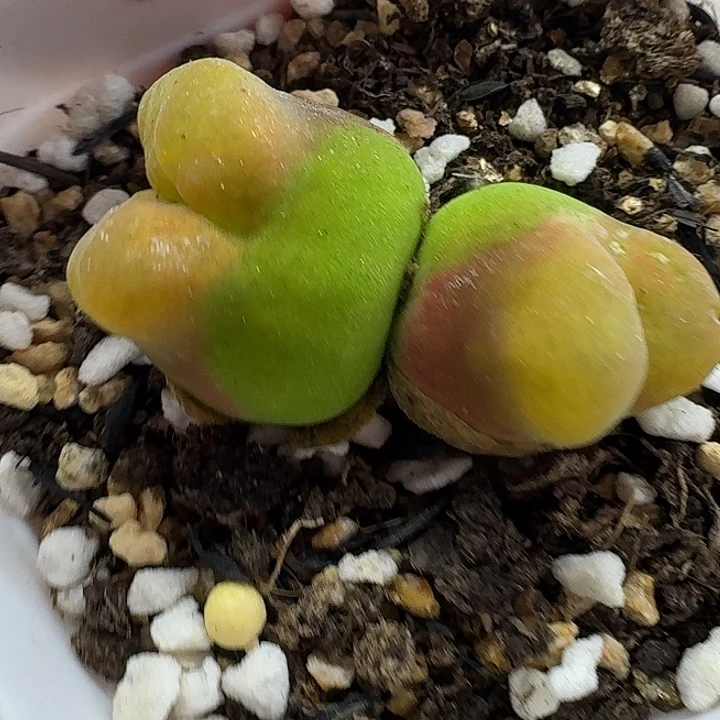 老马生石花蟠桃2305
