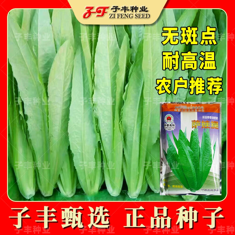 菜农专用四川种都耐热无斑油麦菜种子萨娃提香味浓四季香油荬菜籽