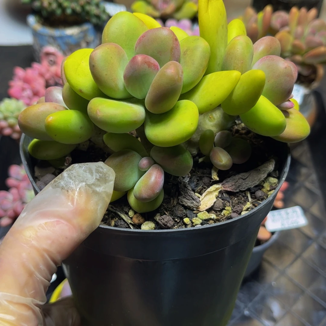 142芒果奶13厘米多肉