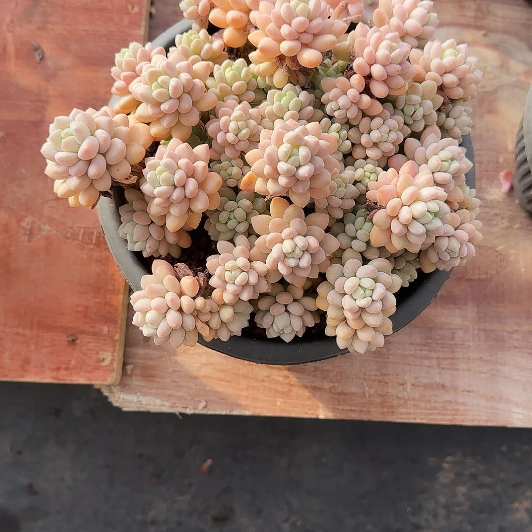 小小弟精品多肉洛可可