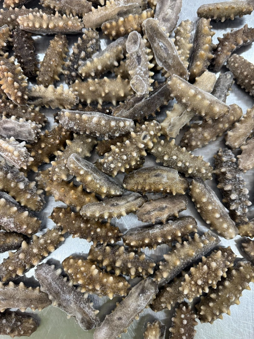 鲜食海参一斤8头左右380元5斤（福利）
