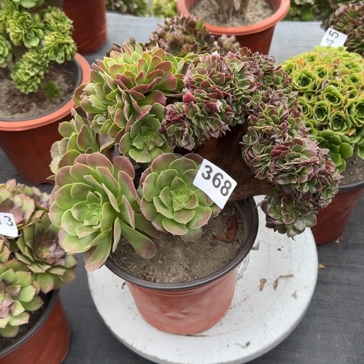 诗***赋多肉植物玫瑰缀368