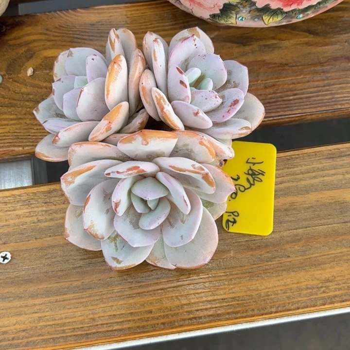张张精品多肉奶茶小敏