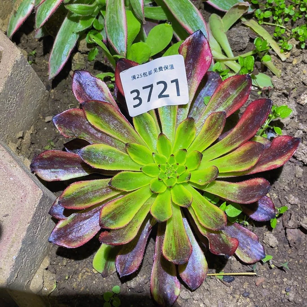 3721莫兰迪多肉植物