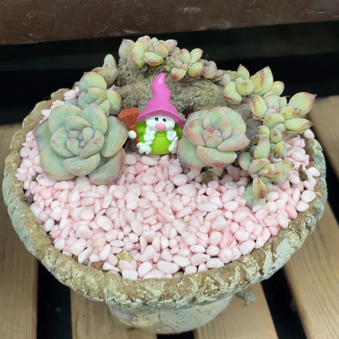 老桩泡芙缀化。