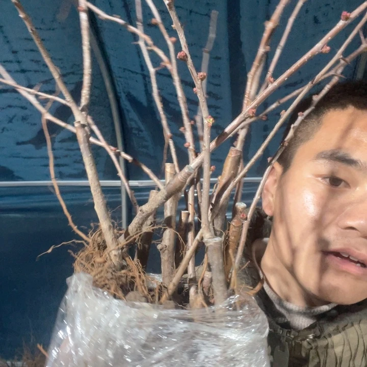 原生越之辉海棠花一颗