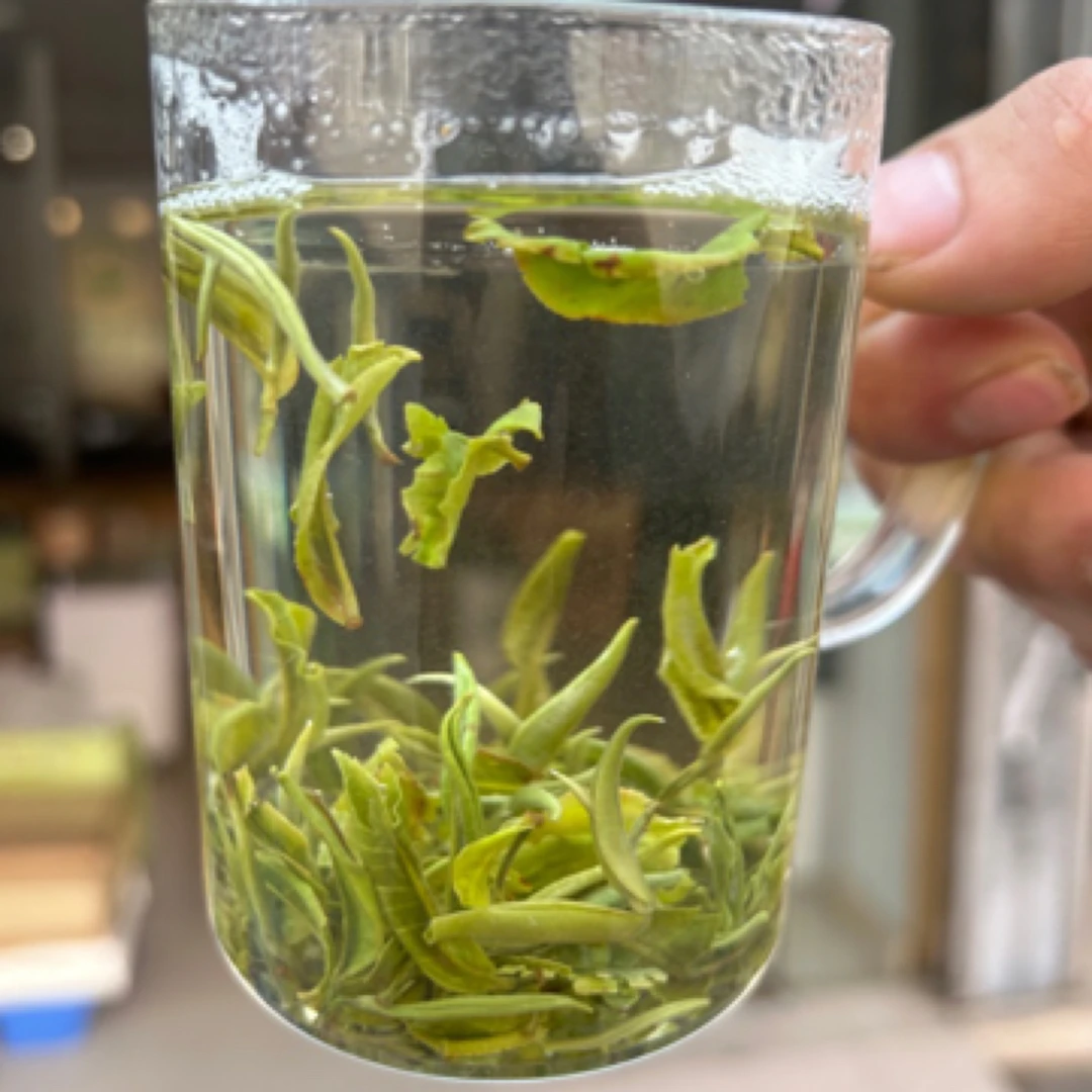 2025云南头春头采云康十号绿茶春尖茶甘肃罐罐茶