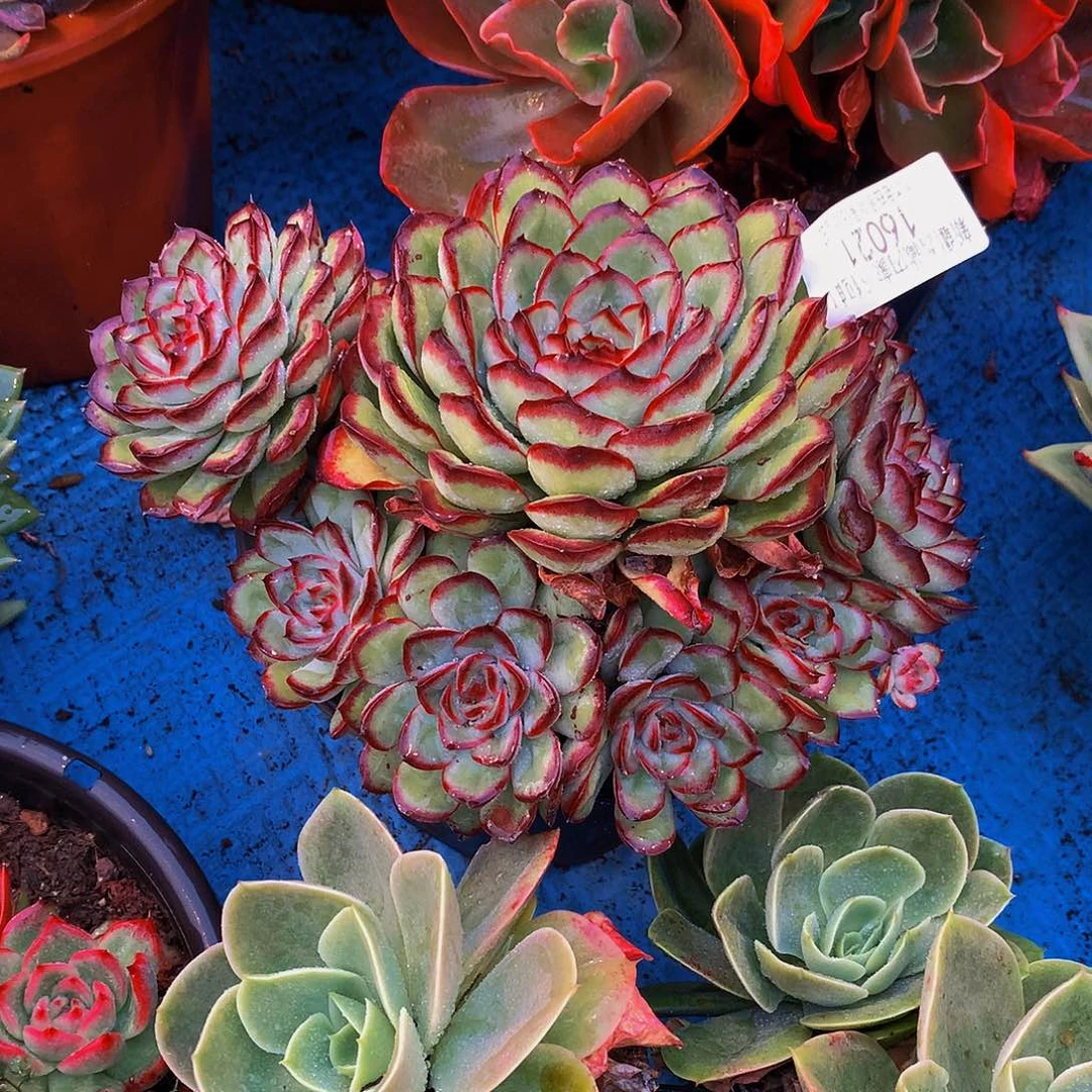 c***t     肉酱玫瑰多肉16021