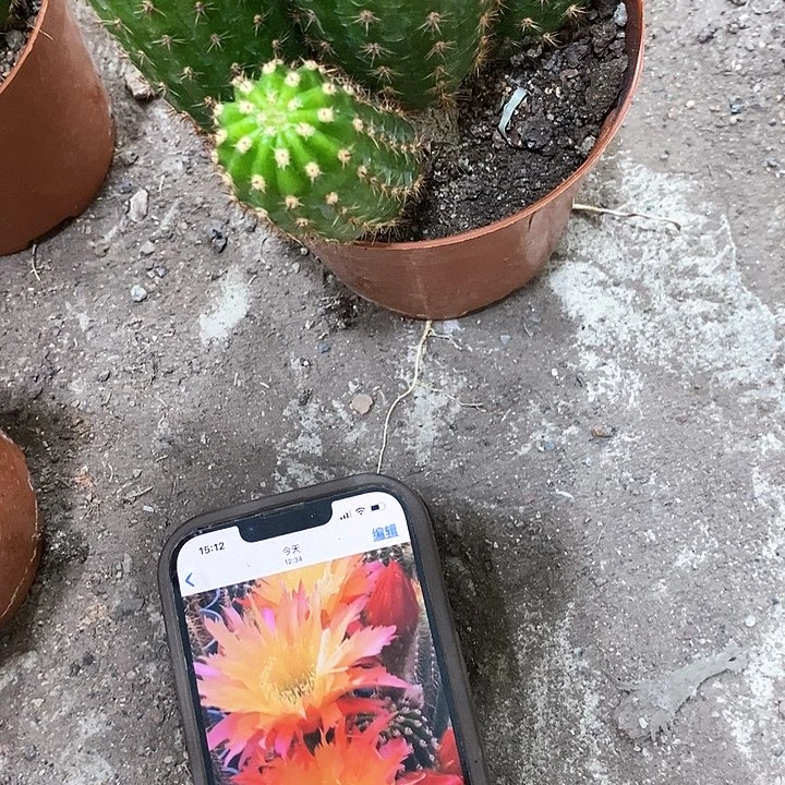 多头北极星，不桃头数，3579900