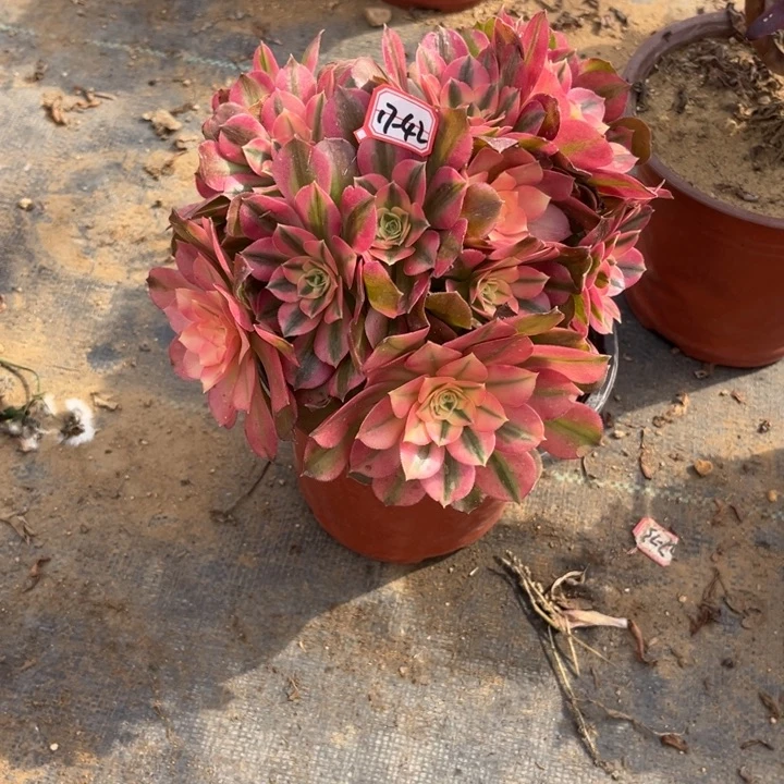 17-42香妃有砍过瑕疵处理不售后多肉