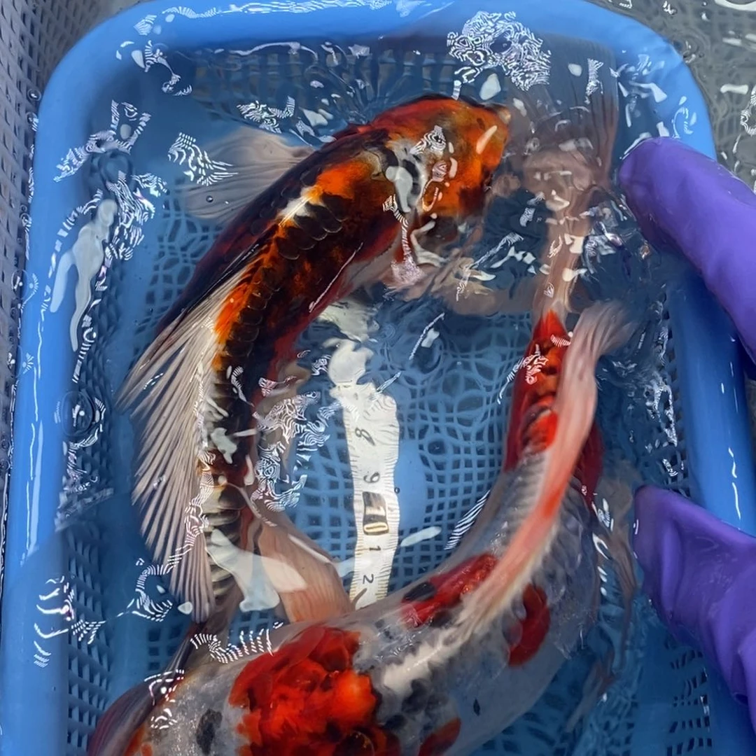 锦鲤冷水锦鲤包邮