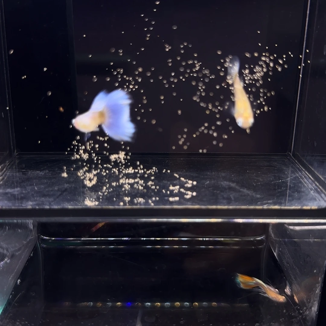 孔雀鱼拉珠利紫尾一对