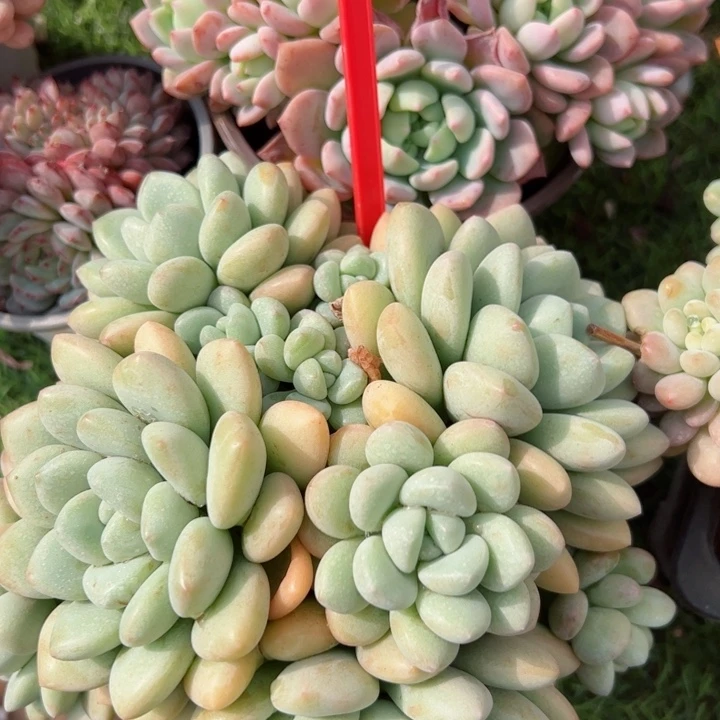 265泡泡平平安安健健康康