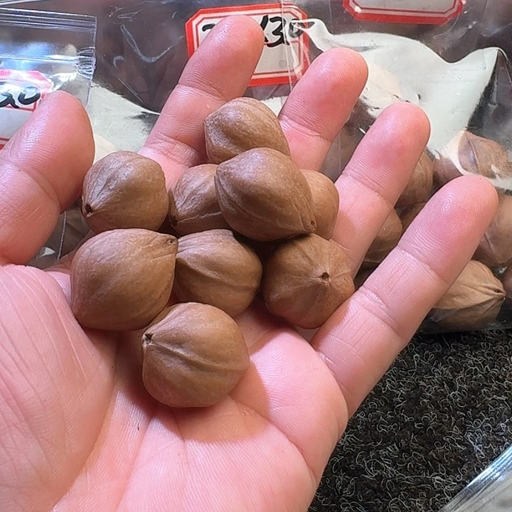 吊坠橄榄核霸**馬2.3❌2.7