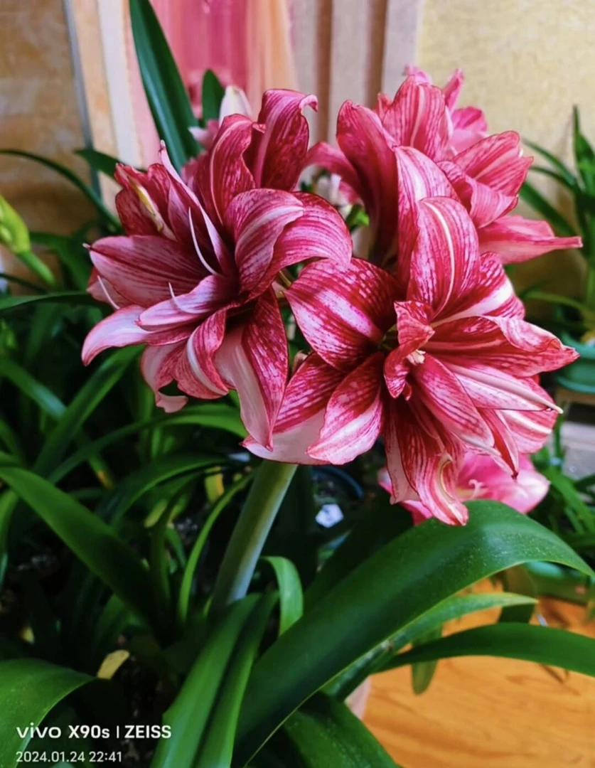 （紫金）包对版朱顶红种球重瓣自然球福利（送肥料）