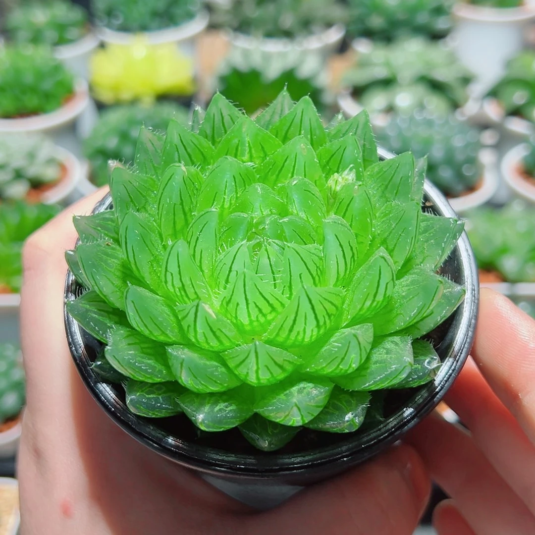 母本樱水晶万象盆