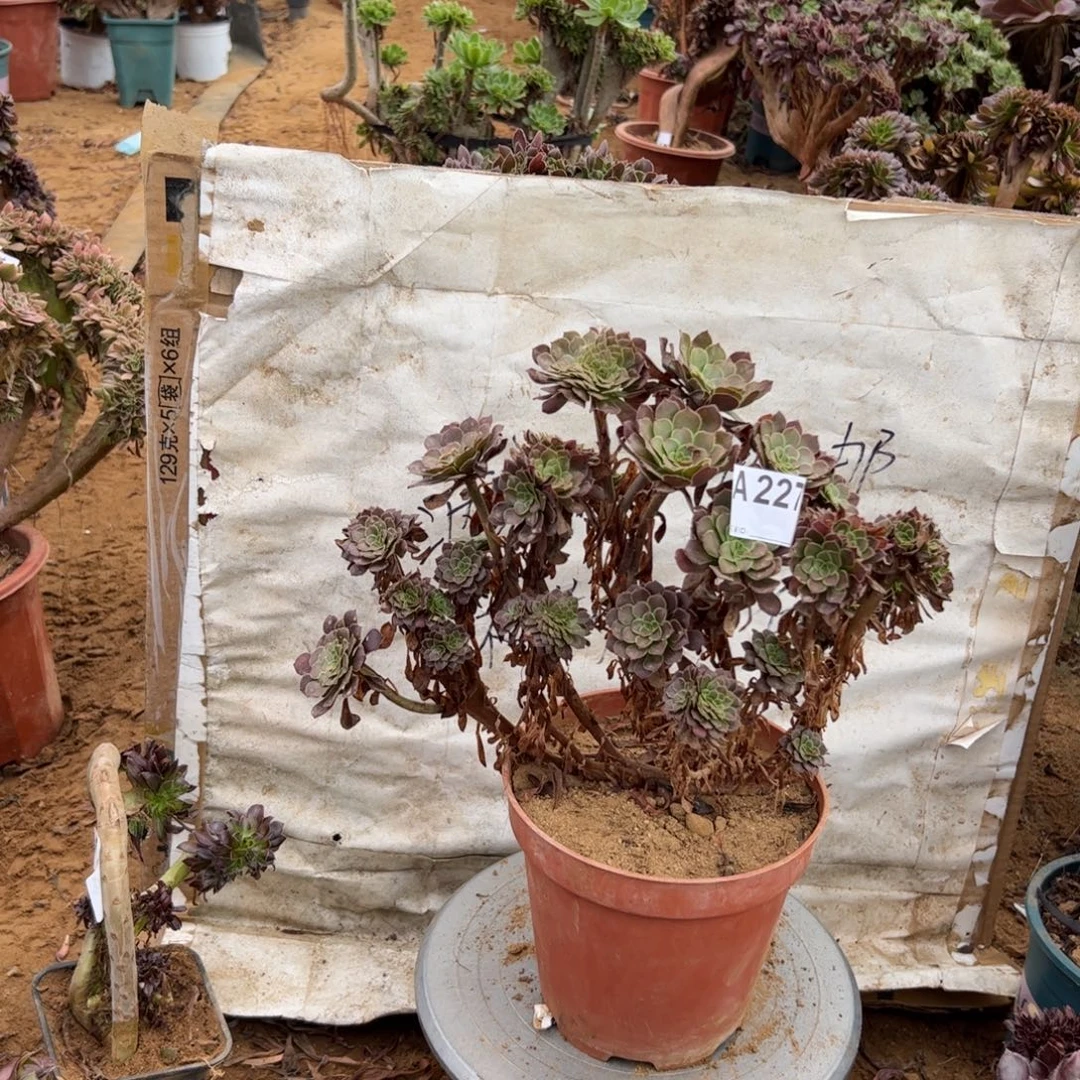 铜壶缀有伤227满28包邮