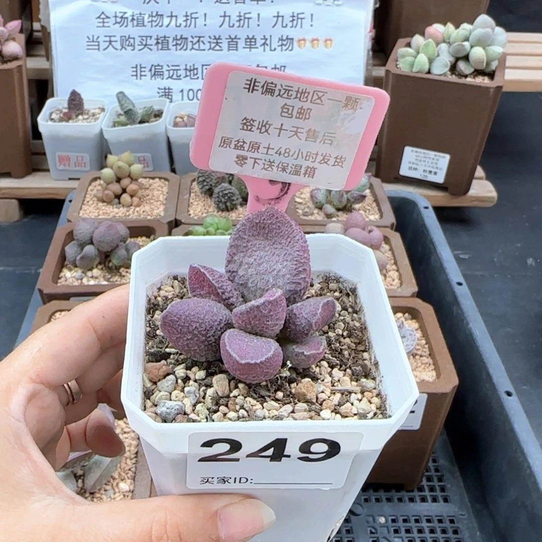 249哈莫猪肝多肉植物