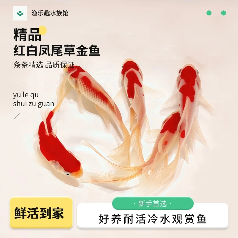 【大尺寸11-13厘米9条】红白凤尾草金鱼冷水草金鱼耐活好养观赏鱼