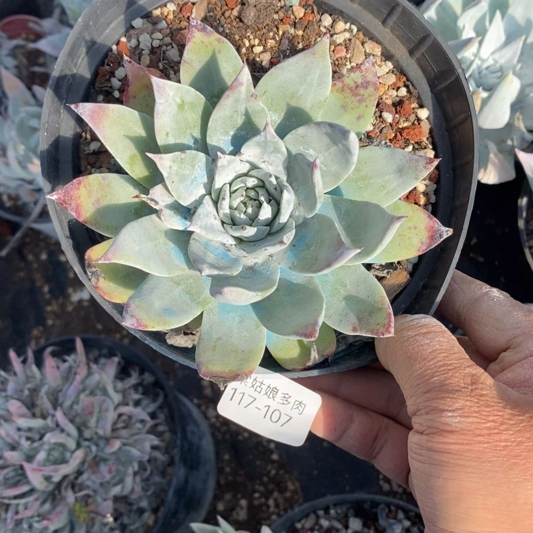 107号牡丹叶小可爱