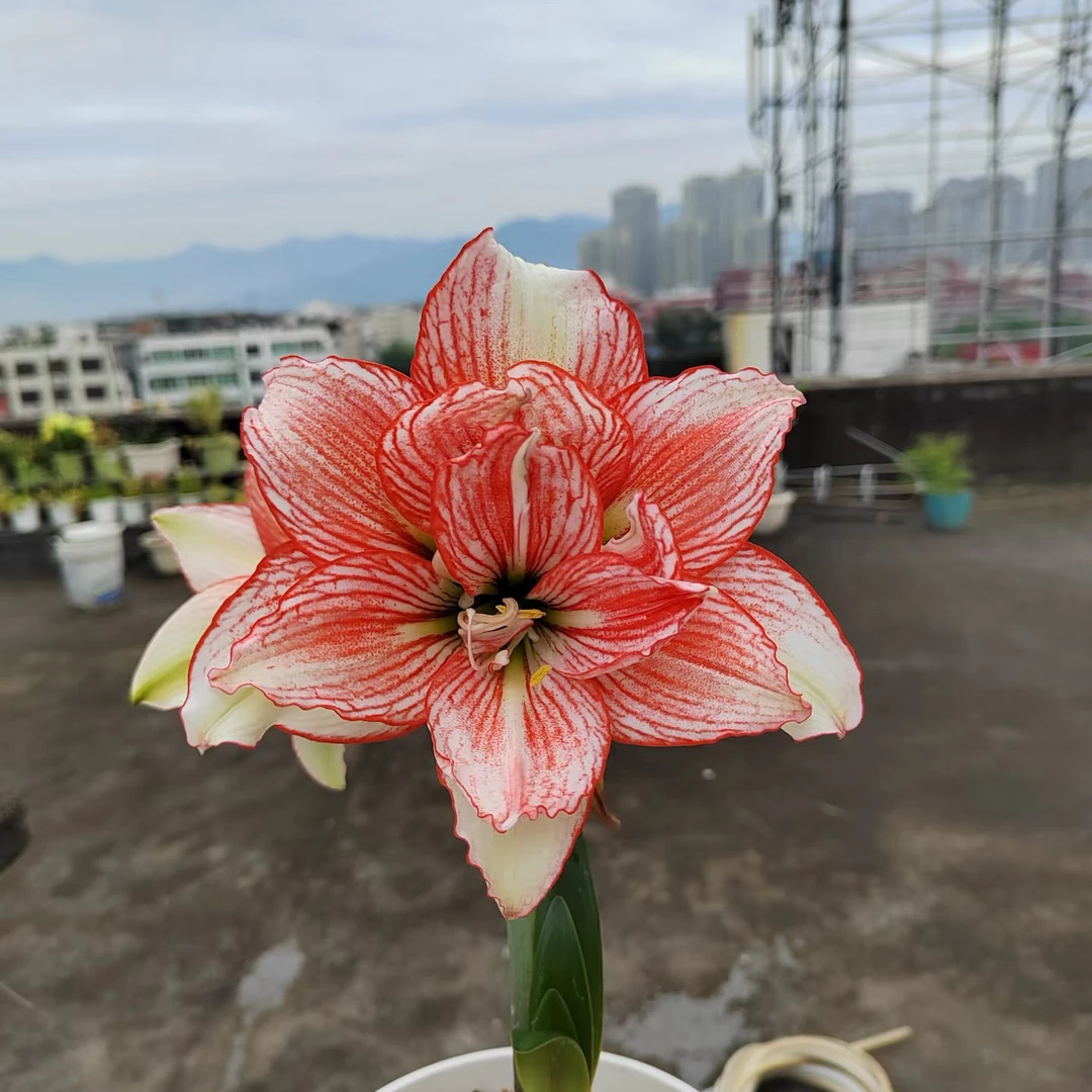重瓣朱顶红自然球【倾城之恋】