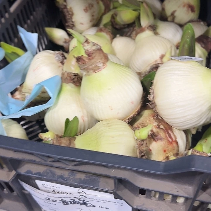 双重闪耀8.5公分花剑发货