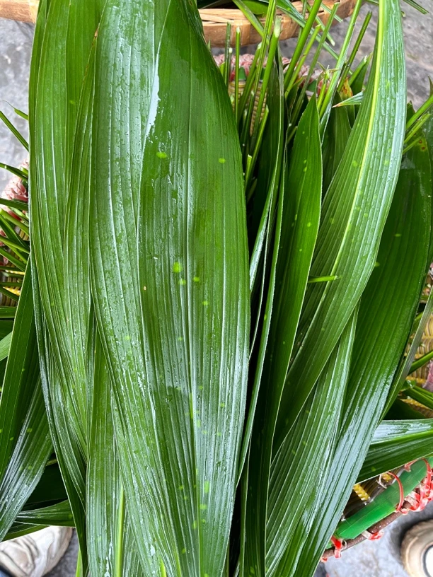 重庆本地粽叶 新鲜现摘  野生粽叶
