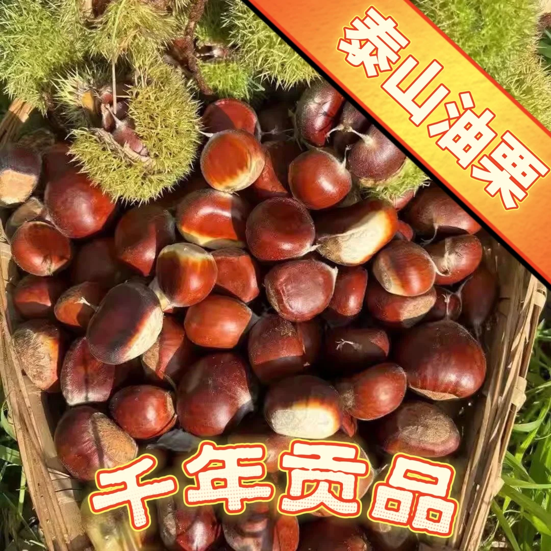 【千年贡品 泰山油栗】2025年高山老树自然成熟粉糯香甜坏果包赔