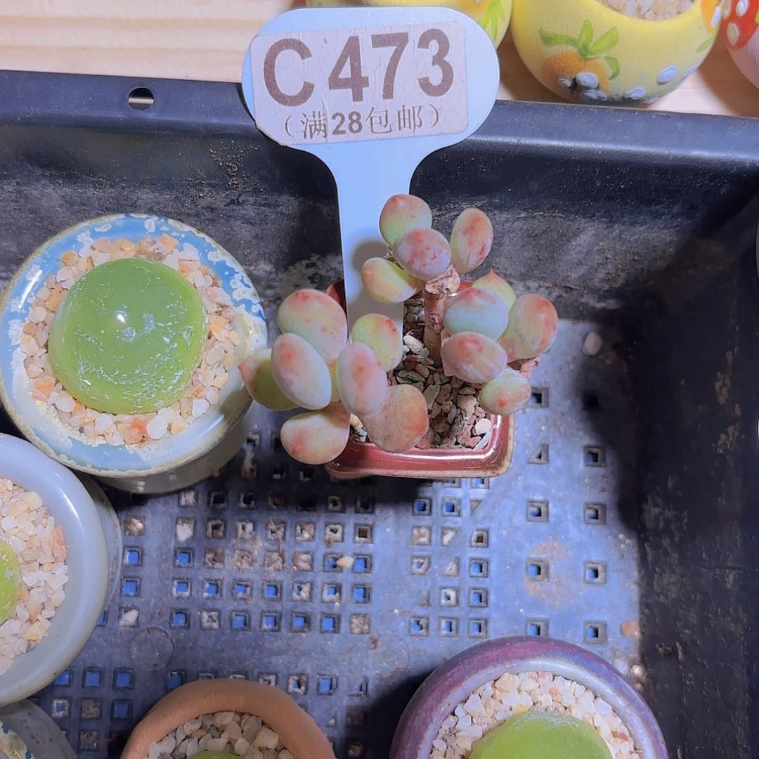 C473奶酪杂交一物一拍
