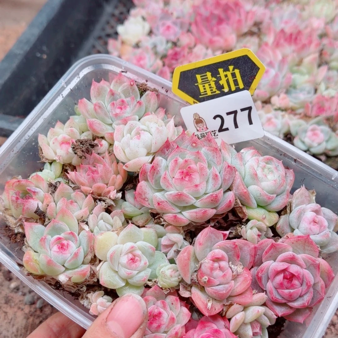 多肉植物多肉植物