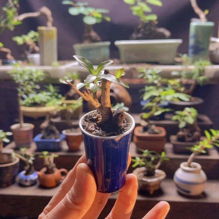 全部花朵66666666