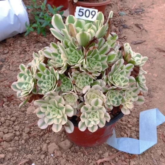 509多肉植物绿豆沙