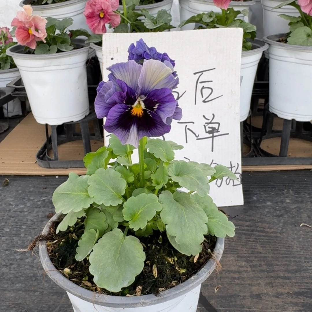 全部花朵264号涩茶