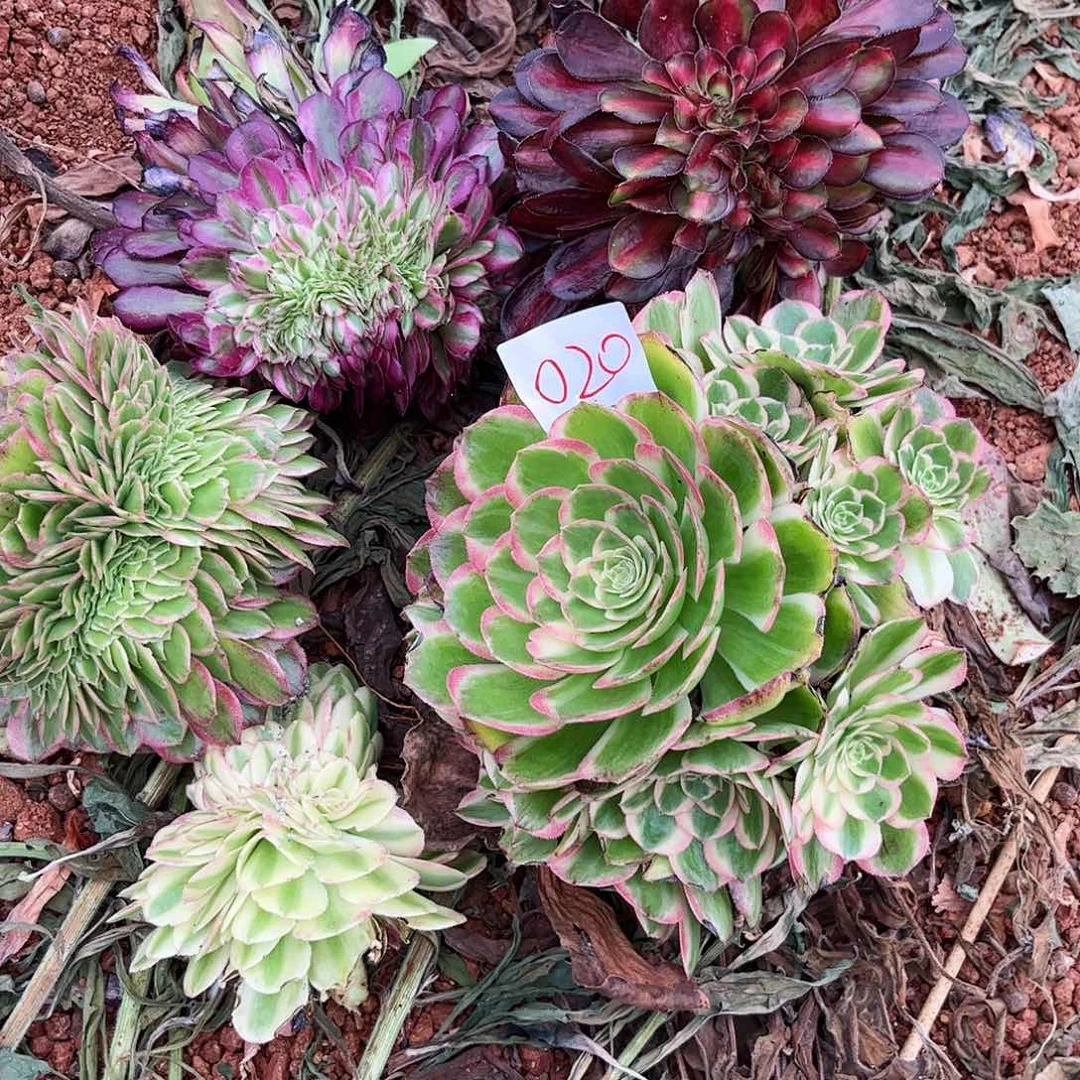 020法师多肉植物组合无根