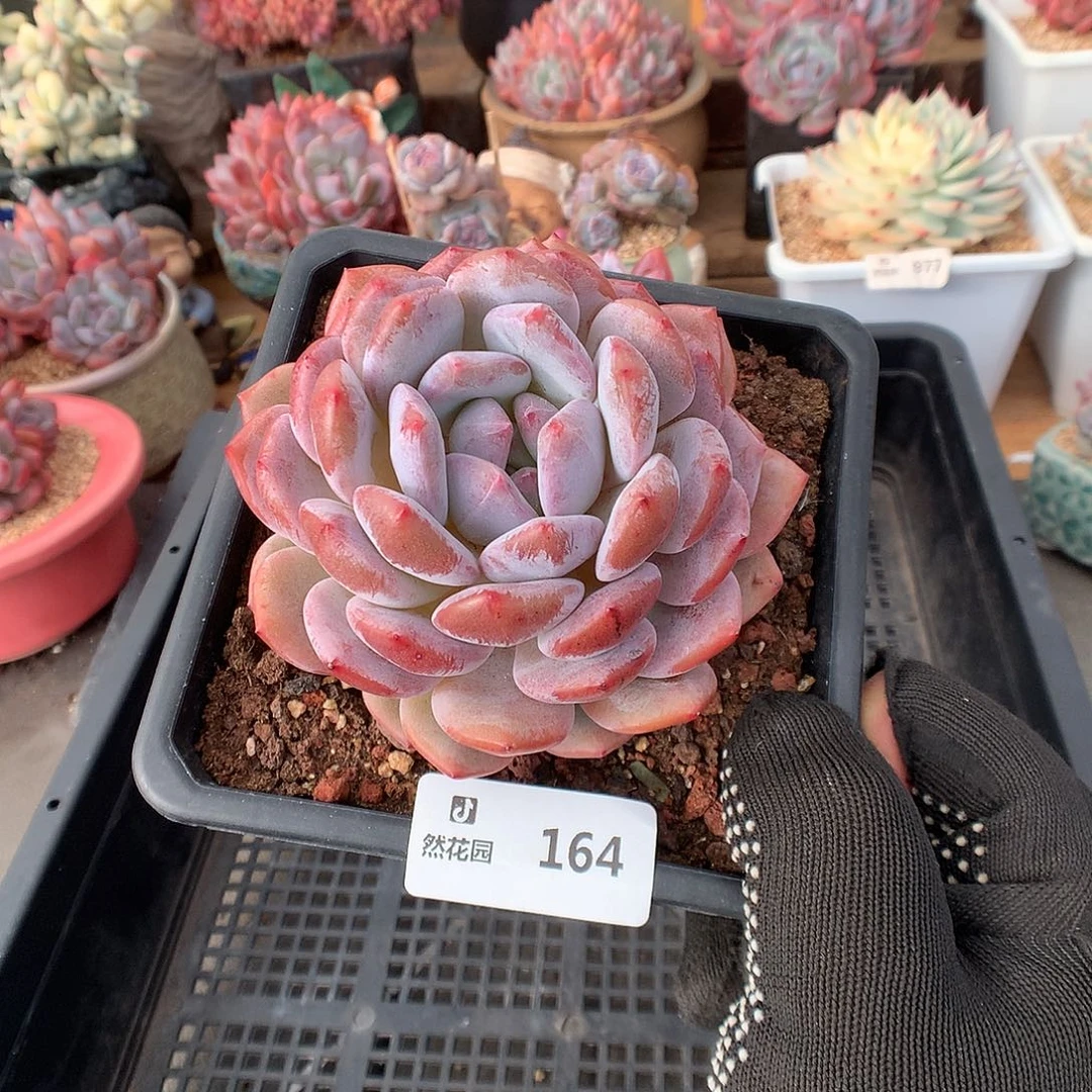 164星橙多肉植物6666