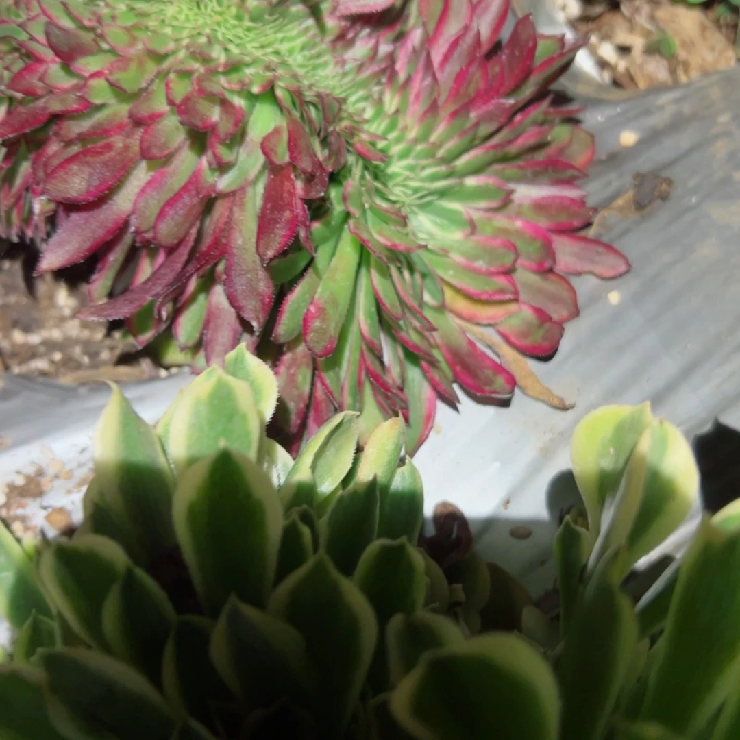 379 号多肉植物法师新年福利
