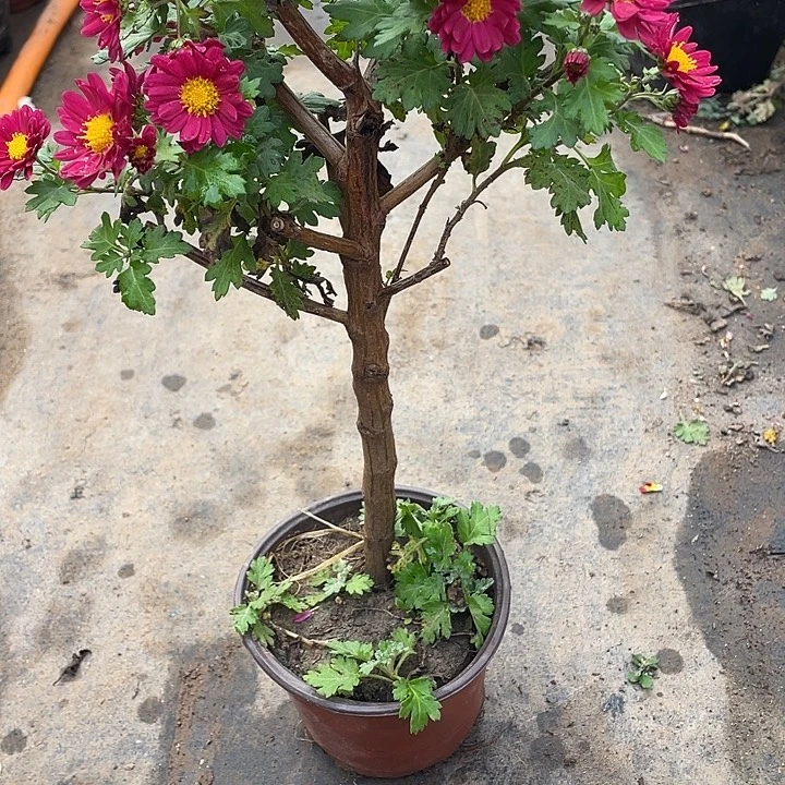 一***呀完全开放25菊花菊花菊花