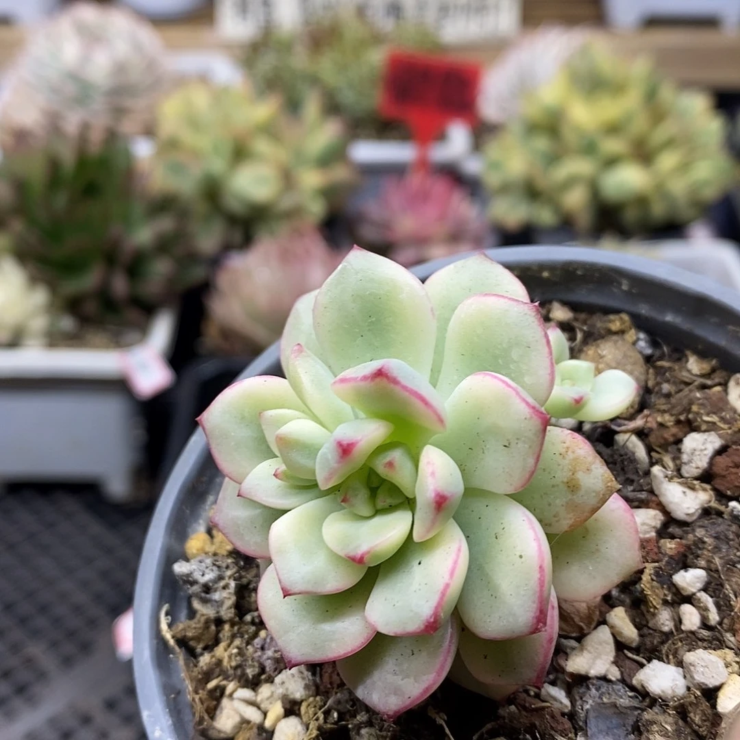 04128 探戈锦多肉